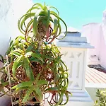 Zenit Olhao Bed & Breakfast Bed & Breakfast